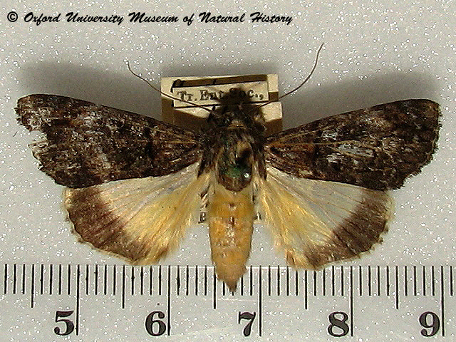 Ulotrichopus primulina